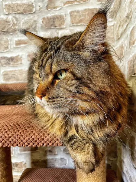 Mainecoon kedisi, büyük rakun, evcil hayvan, tüylü, arkadaş, aşk, ev, patiler, miyav, hayvanlar, Ukrayna, Ukrayna 