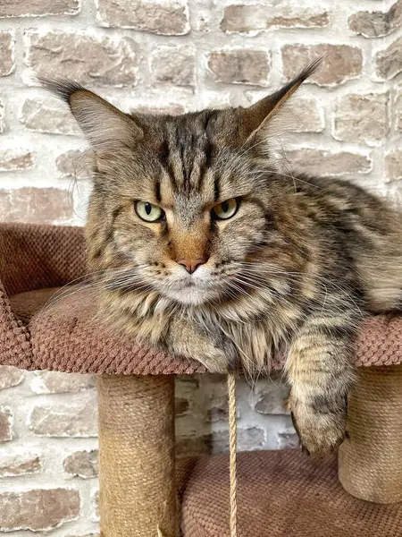 Mainecoon kedisi, büyük rakun, evcil hayvan, tüylü, arkadaş, aşk, ev, patiler, miyav, hayvanlar, Ukrayna, Ukrayna 