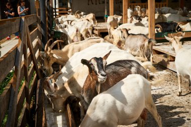 Keçiler, boynuzlu hayvanlar, keçiler, keçiler, yolculuk, eko turizm, seyahat, doğa, yaz, dağlar, Karpatlar, pitoresk doğa, yeşillik, gökyüzü, Transcarpathia, Batı Ukrayna, Kvasy köyü