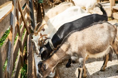 Keçi, keçi, doğa, yaz, hayvanlar, Transcarpathia, Batı Ukrayna, Kvasy köyü, eko turizm, seyahat, tatil 