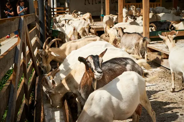 Keçiler, boynuzlu hayvanlar, keçiler, keçiler, yolculuk, eko turizm, seyahat, doğa, yaz, dağlar, Karpatlar, pitoresk doğa, yeşillik, gökyüzü, Transcarpathia, Batı Ukrayna, Kvasy köyü
