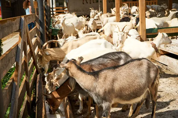 Keçi, keçi, doğa, yaz, hayvanlar, Transcarpathia, Batı Ukrayna, Kvasy köyü, eko turizm, seyahat, tatil 