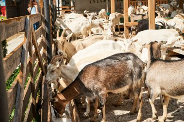 Keçi, keçi, doğa, yaz, hayvanlar, Transcarpathia, Batı Ukrayna, Kvasy köyü, eko turizm, seyahat, tatil 