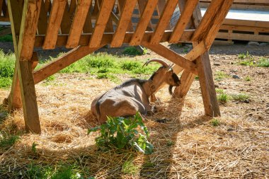Keçi, keçi, doğa, yaz, hayvanlar, Transcarpathia, Batı Ukrayna, Kvasy köyü