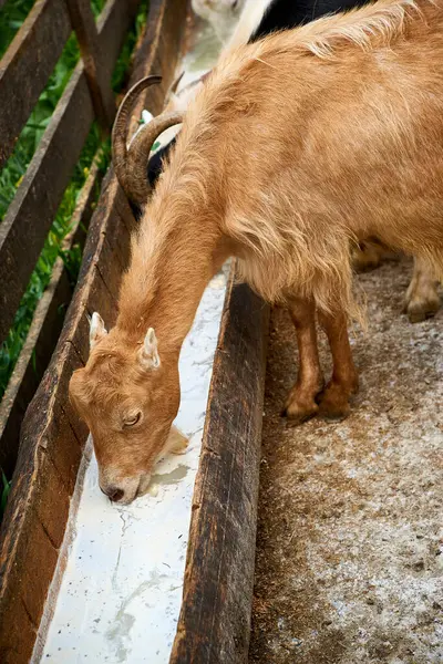Keçi, keçi, doğa, yaz, hayvanlar, Transcarpathia, Batı Ukrayna, Kvasy köyü, eko turizm, seyahat, tatil 