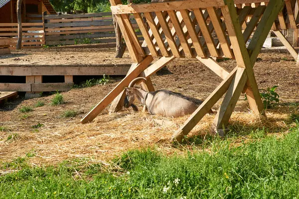 Keçi, keçi, doğa, yaz, hayvanlar, Transcarpathia, Batı Ukrayna, Kvasy köyü