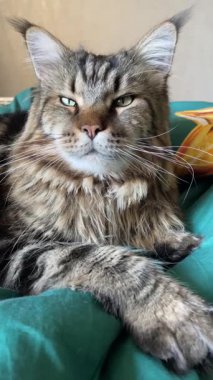 Mainecoon kedisi, Maine Rakunu, evcil hayvan, büyük kediler, hayvanlar, kral