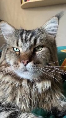 Mainecoon kedisi, Maine Rakunu, evcil hayvan, büyük kediler, hayvanlar, kral