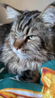 Mainecoon kedisi, Maine Rakunu, evcil hayvan, büyük kediler, hayvanlar, kral