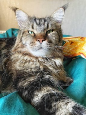 Büyük yakışıklı kedi Mainecoon, Maine rakunu, evcil hayvan, kral, evcil hayvan