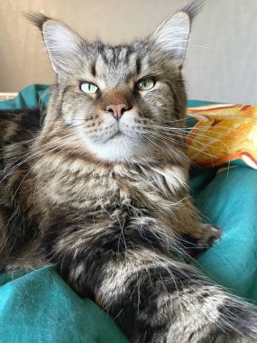 Büyük yakışıklı kedi Mainecoon, Maine rakunu, evcil hayvan, kral, evcil hayvan
