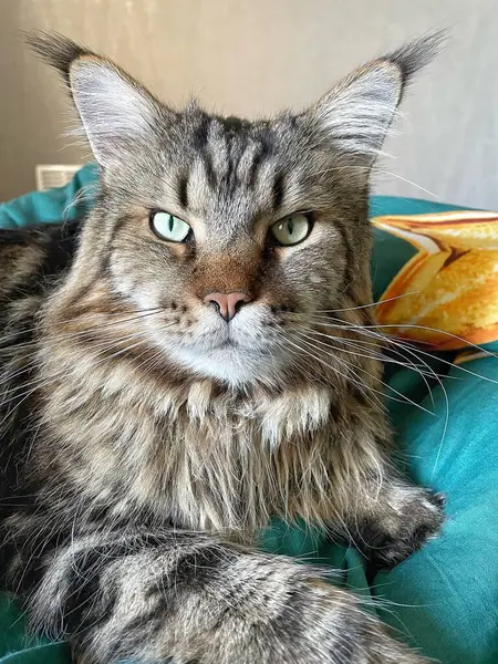 Büyük yakışıklı kedi Mainecoon, Maine rakunu, evcil hayvan, kral, evcil hayvan