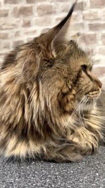 Büyük kedi Mainecoon, Kral Maine Rakun, evcil hayvan, hayvan 