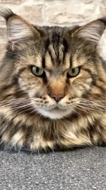 Büyük kedi Mainecoon, Kral Maine Rakun, evcil hayvan, hayvan 