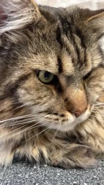 Büyük kedi Mainecoon, Kral Maine Rakun, evcil hayvan, hayvan 