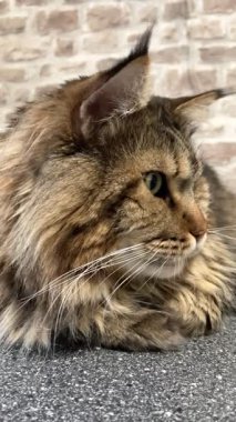 Büyük kedi Mainecoon, Kral Maine Rakun, evcil hayvan, hayvan 