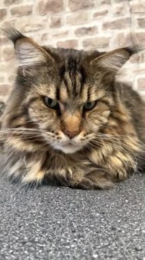 Büyük kedi Mainecoon, Kral Maine Rakun, evcil hayvan, hayvan 