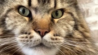 Büyük kedi Mainecoon, Kral Maine Rakun, evcil hayvan, hayvan 