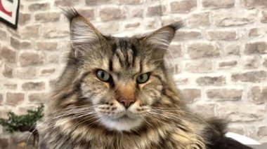 Büyük kedi Mainecoon, Kral Maine Rakun, evcil hayvan, hayvan 