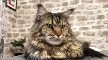 Büyük kedi Mainecoon, Kral Maine Rakun, evcil hayvan, hayvan 