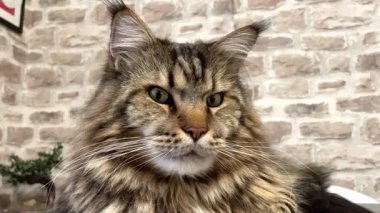 Büyük kedi Mainecoon, Kral Maine Rakun, evcil hayvan, hayvan 