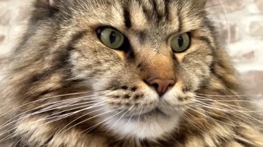 Büyük kedi Mainecoon, Kral Maine Rakun, evcil hayvan, hayvan 