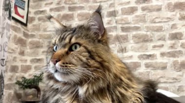 Büyük kedi Mainecoon, Kral Maine Rakun, evcil hayvan, hayvan 
