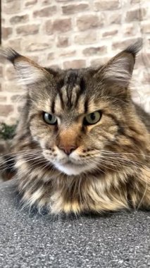 Büyük kedi Mainecoon, Kral Maine Rakun, evcil hayvan, hayvan 