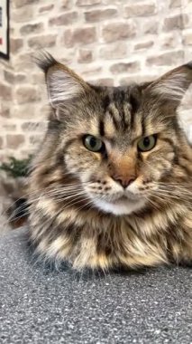 Büyük kedi Mainecoon, Kral Maine Rakun, evcil hayvan, hayvan 