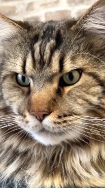 Büyük kedi Mainecoon, Kral Maine Rakun, evcil hayvan, hayvan 