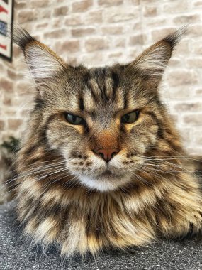 Büyük kedi Mainecoon, Kral Maine Rakun, evcil hayvan, hayvan 