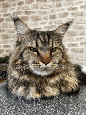 Büyük kedi Mainecoon, Kral Maine Rakun, evcil hayvan, hayvan 