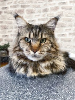 Büyük kedi Mainecoon, Kral Maine Rakun, evcil hayvan, hayvan 
