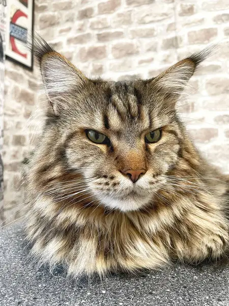 Büyük kedi Mainecoon, Kral Maine Rakun, evcil hayvan, hayvan 