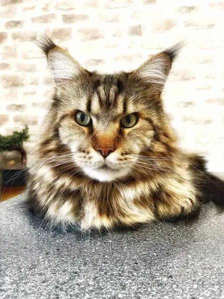 Büyük kedi Mainecoon, Kral Maine Rakun, evcil hayvan, hayvan 