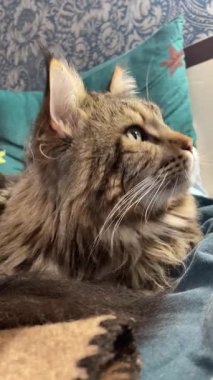 Büyük kedi Mainecoon, Kral Maine Rakun, evcil hayvan, hayvan 