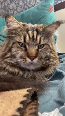 Büyük kedi Mainecoon, Kral Maine Rakun, evcil hayvan, hayvan 