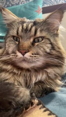 Büyük kedi Mainecoon, Kral Maine Rakun, evcil hayvan, hayvan 