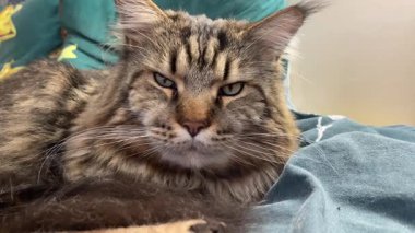 Büyük kedi Mainecoon, Kral Maine Rakun, evcil hayvan, hayvan 