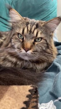 Büyük kedi Mainecoon, Kral Maine Rakun, evcil hayvan, hayvan 