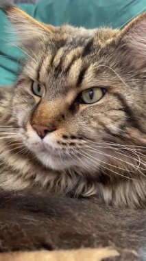 Büyük kedi Mainecoon, Kral Maine Rakun, evcil hayvan, hayvan 