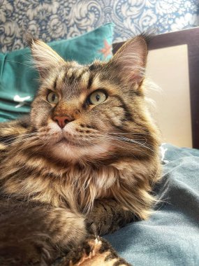 Büyük kedi Mainecoon, uyku, yatak, kediler, evcil hayvan, yatak odası, Ukrayna kralı Maine rakunu kedi, hayvan 