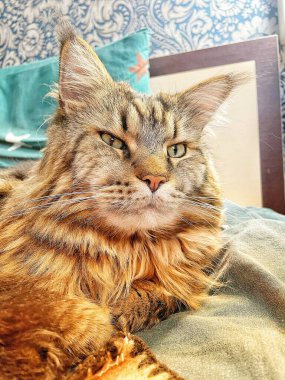 Büyük kedi Mainecoon, uyku, yatak, kediler, evcil hayvan, yatak odası, Ukrayna kralı Maine rakunu kedi, hayvan 