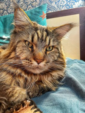 Büyük kedi Mainecoon, uyku, yatak, kediler, evcil hayvan, yatak odası, Ukrayna kralı Maine rakunu kedi, hayvan 