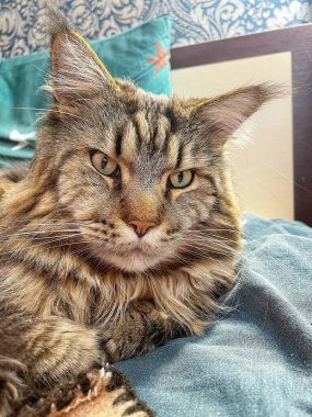 Büyük kedi Mainecoon, uyku, yatak, kediler, evcil hayvan, yatak odası, Ukrayna kralı Maine rakunu kedi, hayvan 