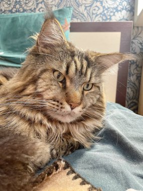 Büyük kedi Mainecoon, uyku, yatak, kediler, evcil hayvan, yatak odası, Ukrayna kralı Maine rakunu kedi, hayvan 