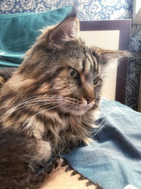 Büyük kedi Mainecoon, uyku, yatak, kediler, evcil hayvan, yatak odası, Ukrayna kralı Maine rakunu kedi, hayvan 