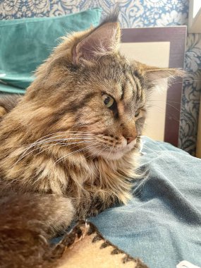 Büyük kedi Mainecoon, uyku, yatak, kediler, evcil hayvan, yatak odası, Ukrayna kralı Maine rakunu kedi, hayvan 