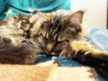 Büyük kedi Mainecoon, uyku, yatak, kediler, evcil hayvan, yatak odası, Ukrayna kralı Maine rakunu kedi, hayvan 