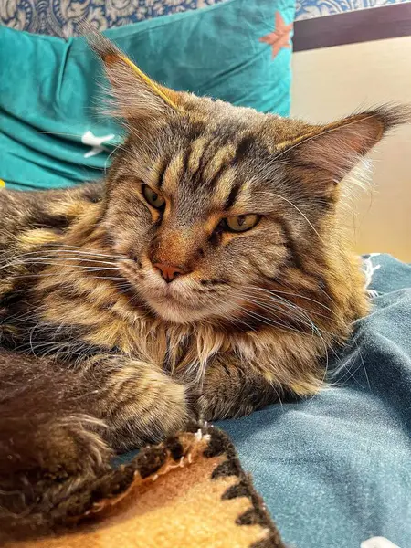 Büyük kedi Mainecoon, uyku, yatak, kediler, evcil hayvan, yatak odası, Ukrayna kralı Maine rakunu kedi, hayvan 